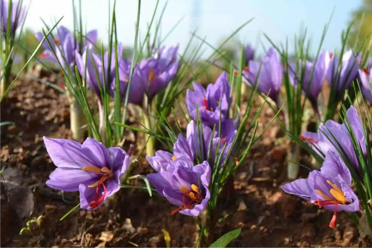 Come si fa a coltivare lo zafferano in vaso sul balcone? I bulbi da piantare ora