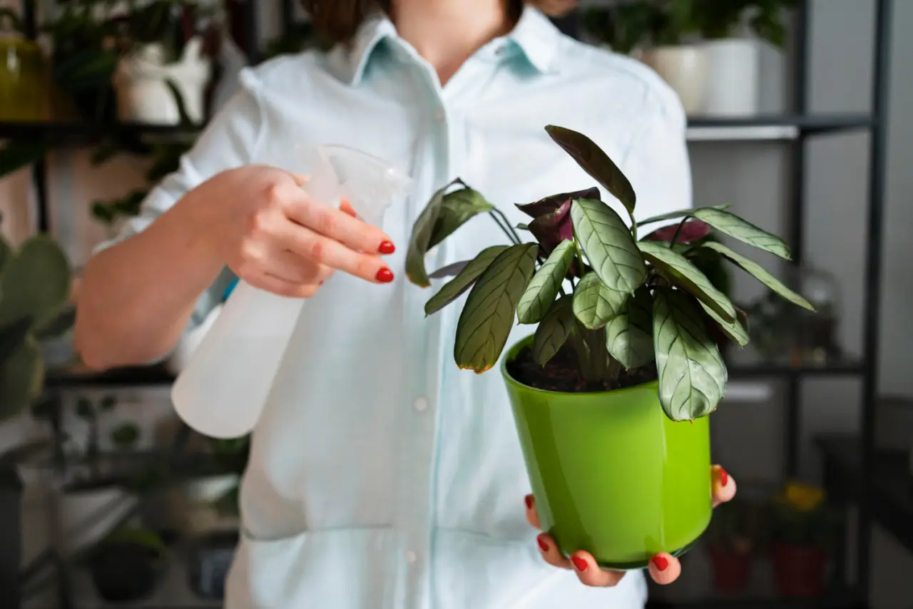 Le foglie della tua Calathea si accartocciano? Ha sete o è un altro problema?