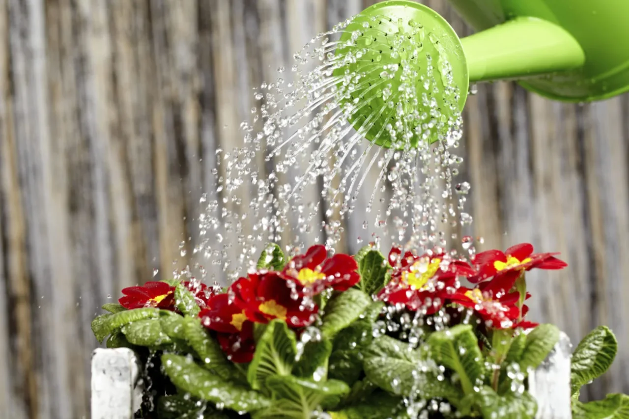 Come creare un giardino fiorito con poca acqua