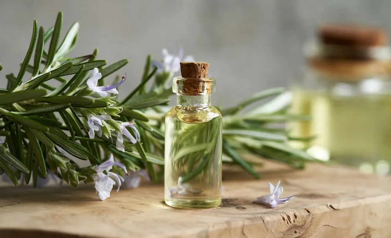 Quali sono i benefici del rosmarino per la memoria? L’olio essenziale che aiuta la concentrazione