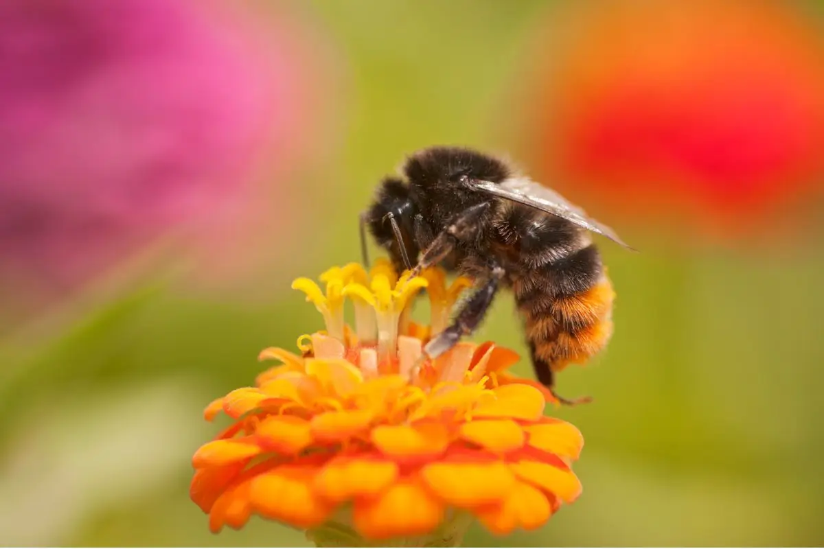 Quali sono le piante che attirano le api e le farfalle in giardino? Le alleate della biodiversità